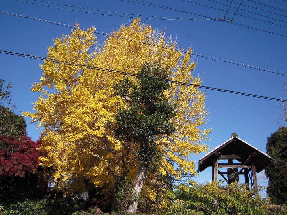 祖父江銀杏 015.jpg